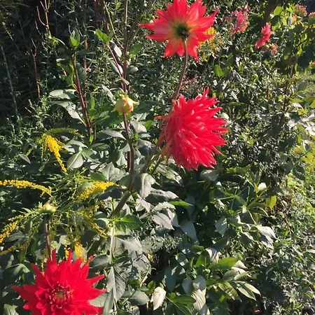 La Magnolia * Riccò del Golfo di Spezia