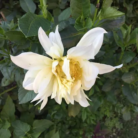 Lägenhet La Magnolia Riccò del Golfo di Spezia
