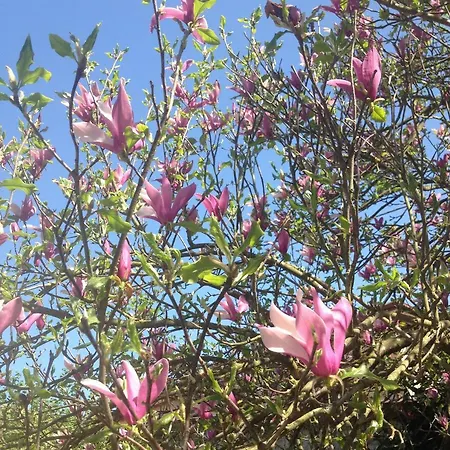 La Magnolia