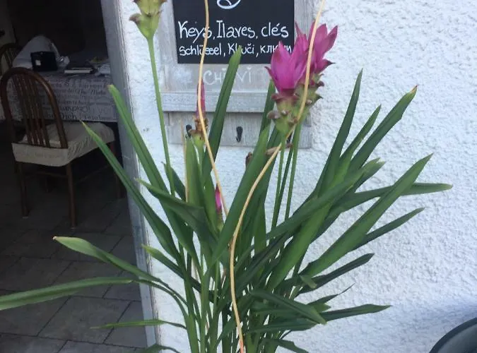 La Magnolia Apartament