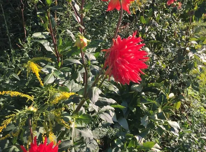 La Magnolia * Рикко-дель-Гольфо-ди-Специя