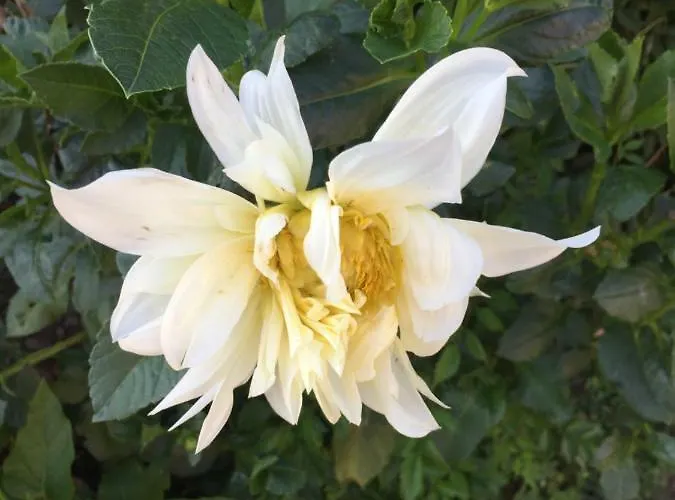 Apartmán La Magnolia Riccò del Golfo di Spezia